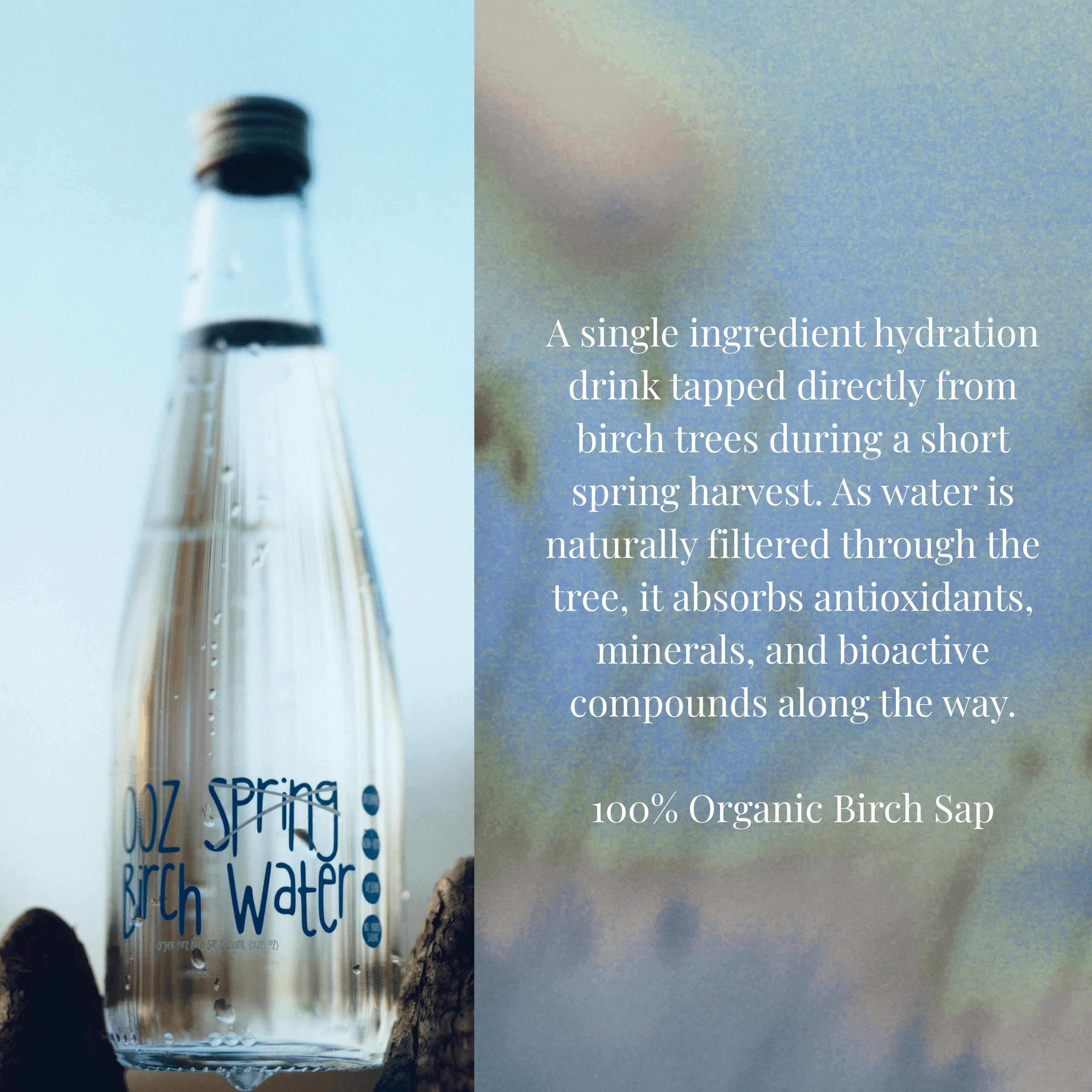 OOZ Organic Birch Water